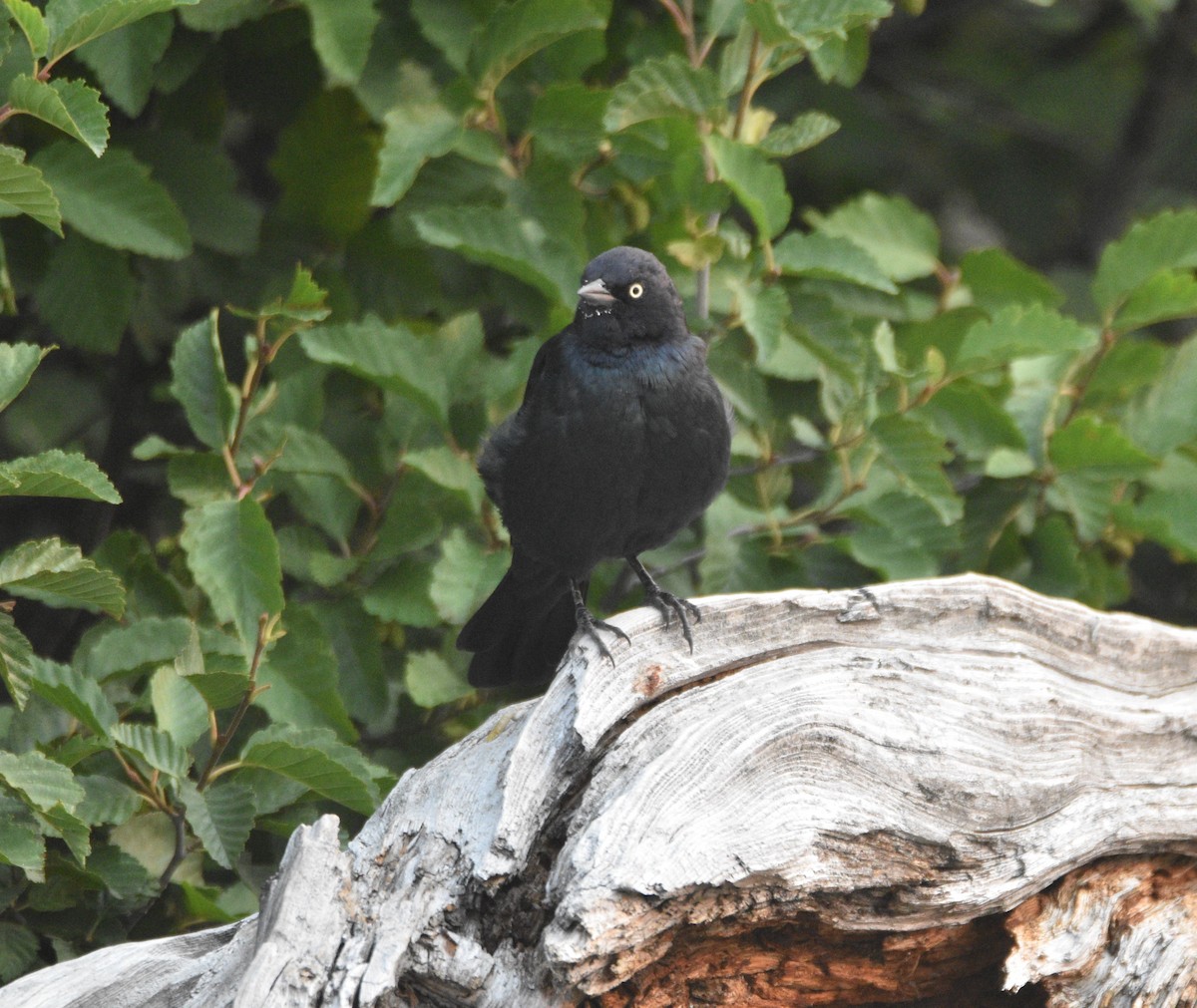 Brewer's Blackbird - ML362180821