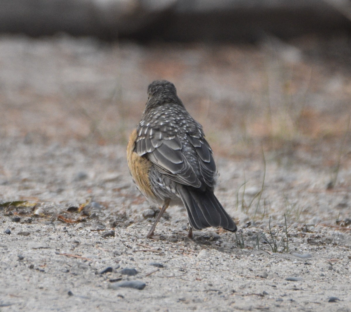 American Robin - ML362180841
