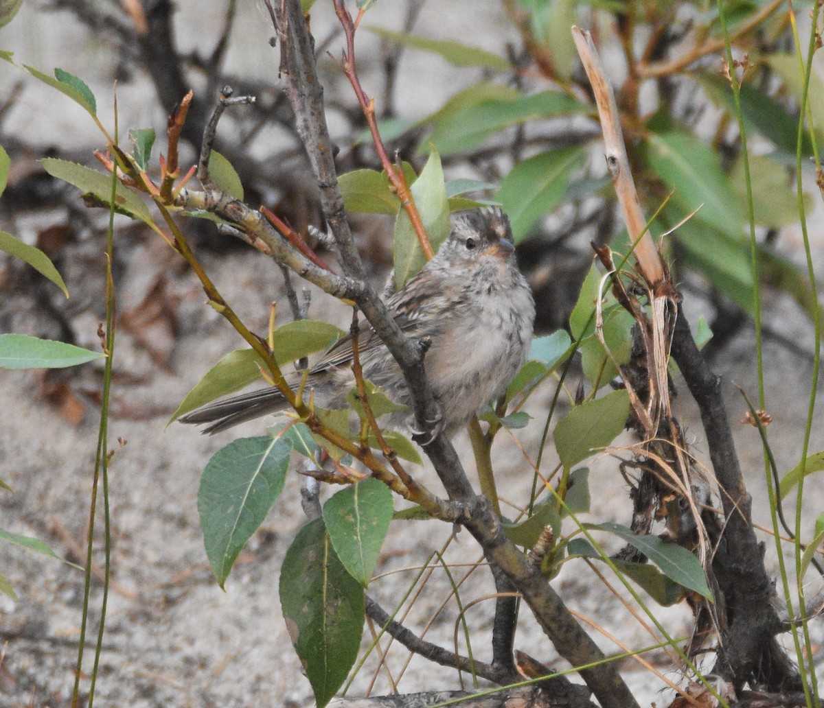 White-crowned Sparrow - ML362180901