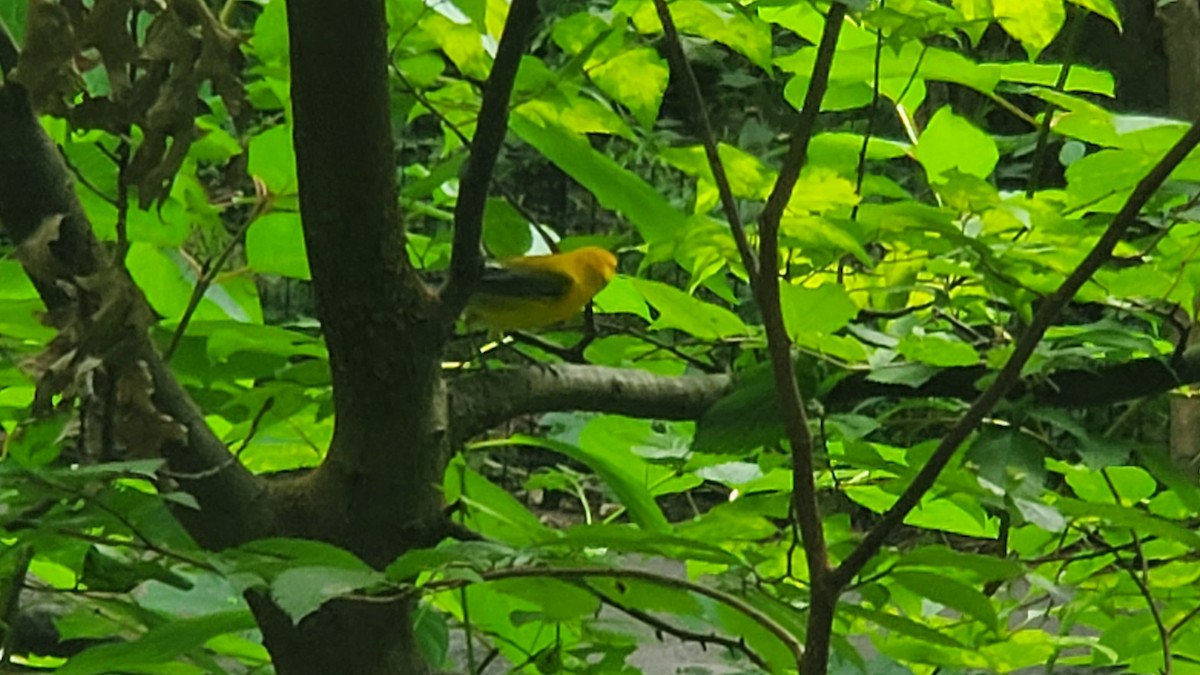 Prothonotary Warbler - ML362183241