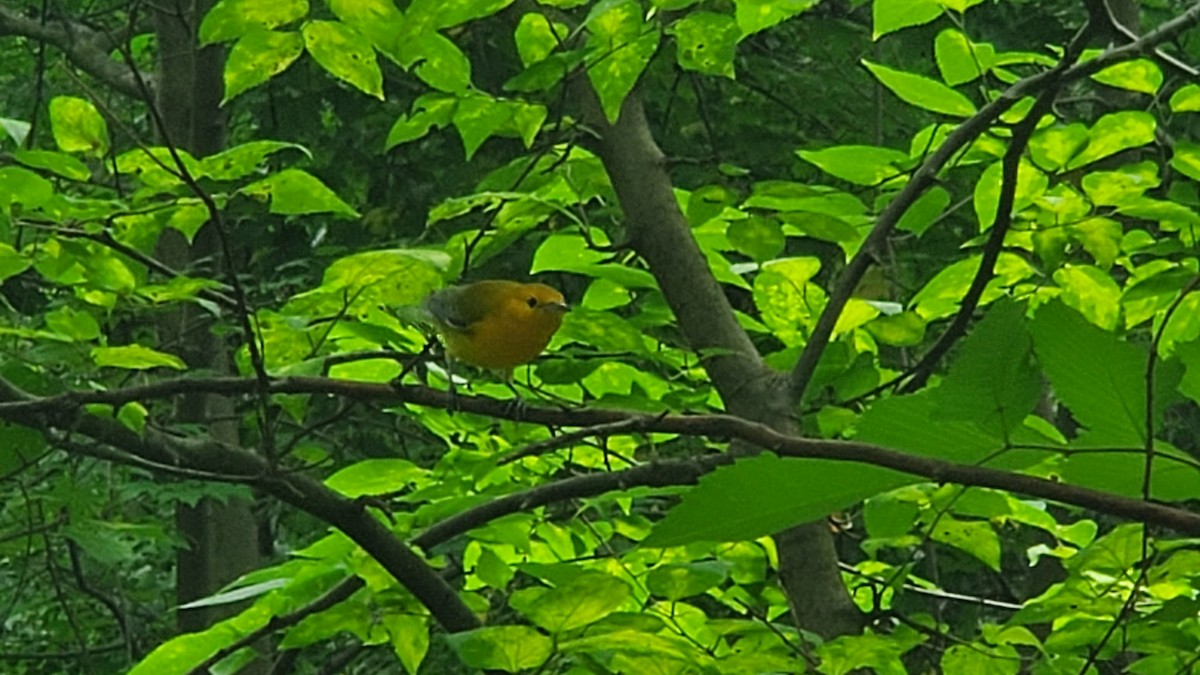 Prothonotary Warbler - ML362183251