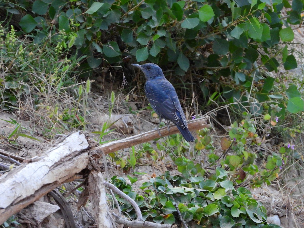 Blue Rock-Thrush - ML362183451