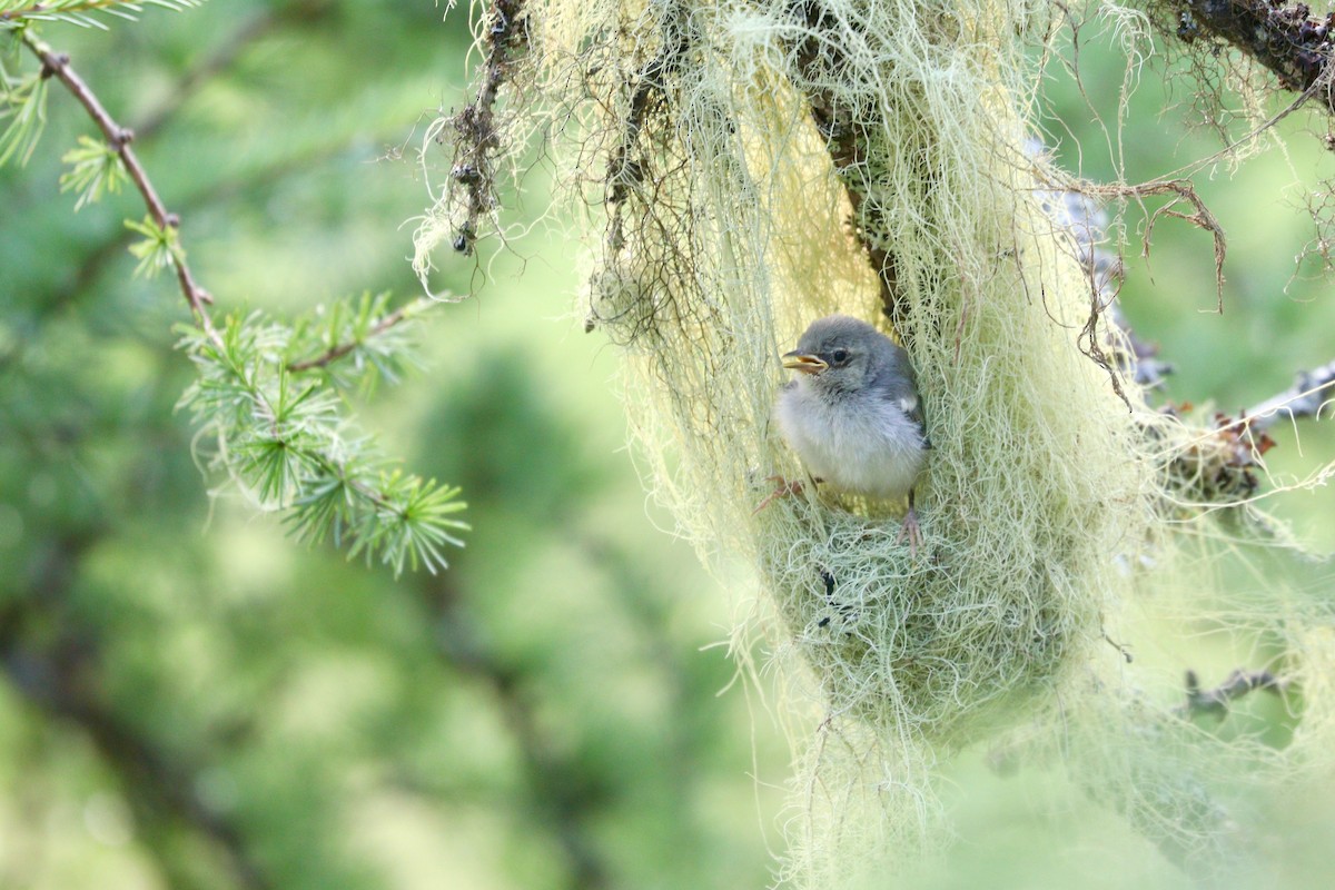 Northern Parula - Aaron Marshall