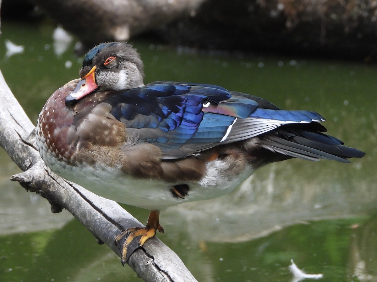 Wood Duck - ML362185441