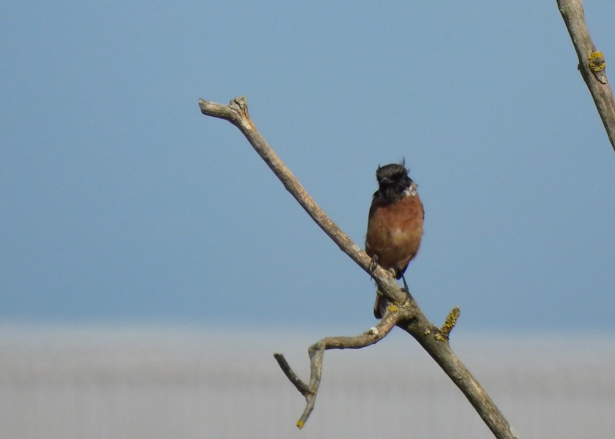 European Stonechat - ML362186761