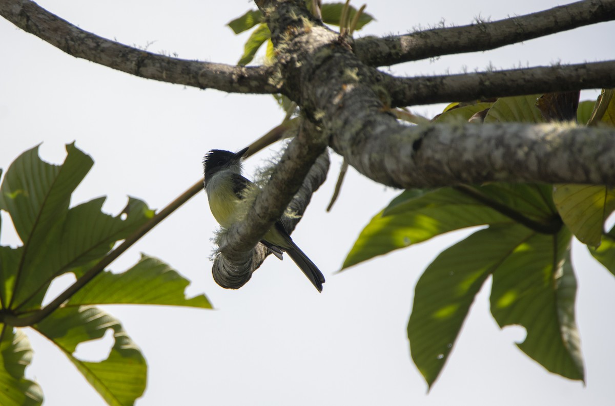 Dusky-capped Flycatcher - ML362187121