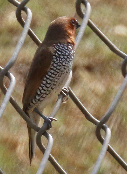 Scaly-breasted Munia - George Nothhelfer