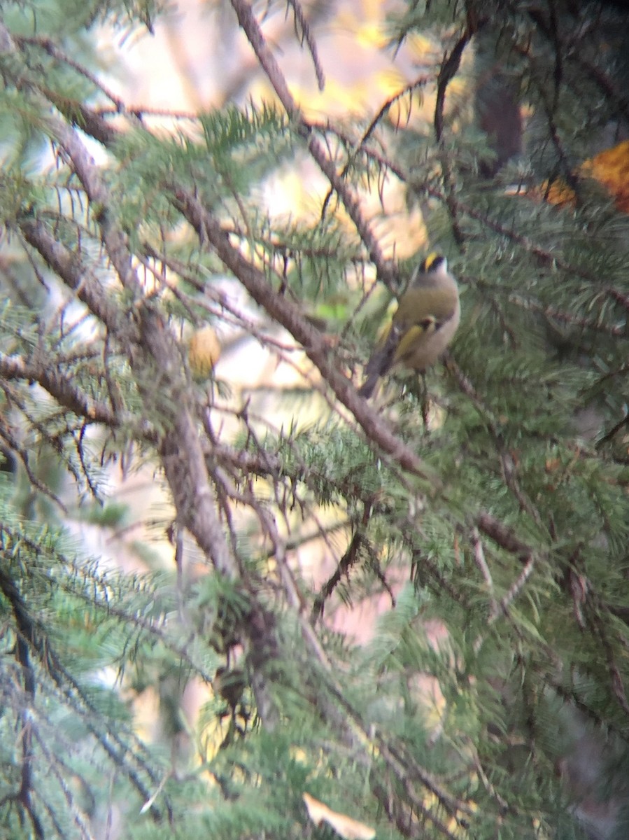 Golden-crowned Kinglet - ML36218761