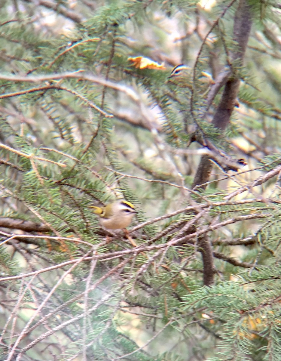 Golden-crowned Kinglet - ML36218781