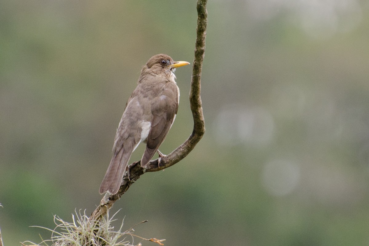 Creamy-bellied Thrush - ML362187861