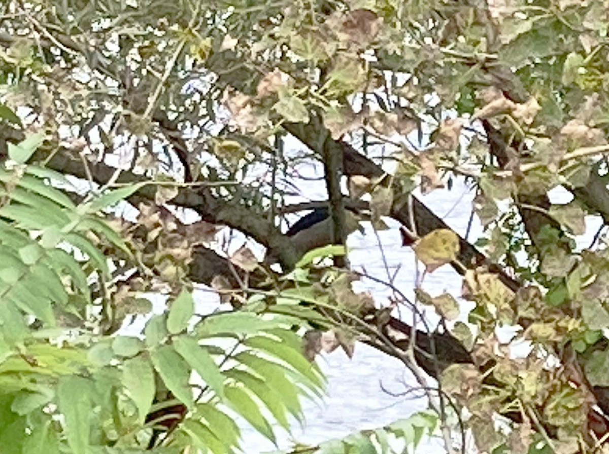 Black-crowned Night Heron - Thomas Williams