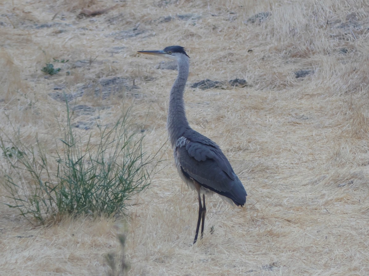 Great Blue Heron - ML362191041