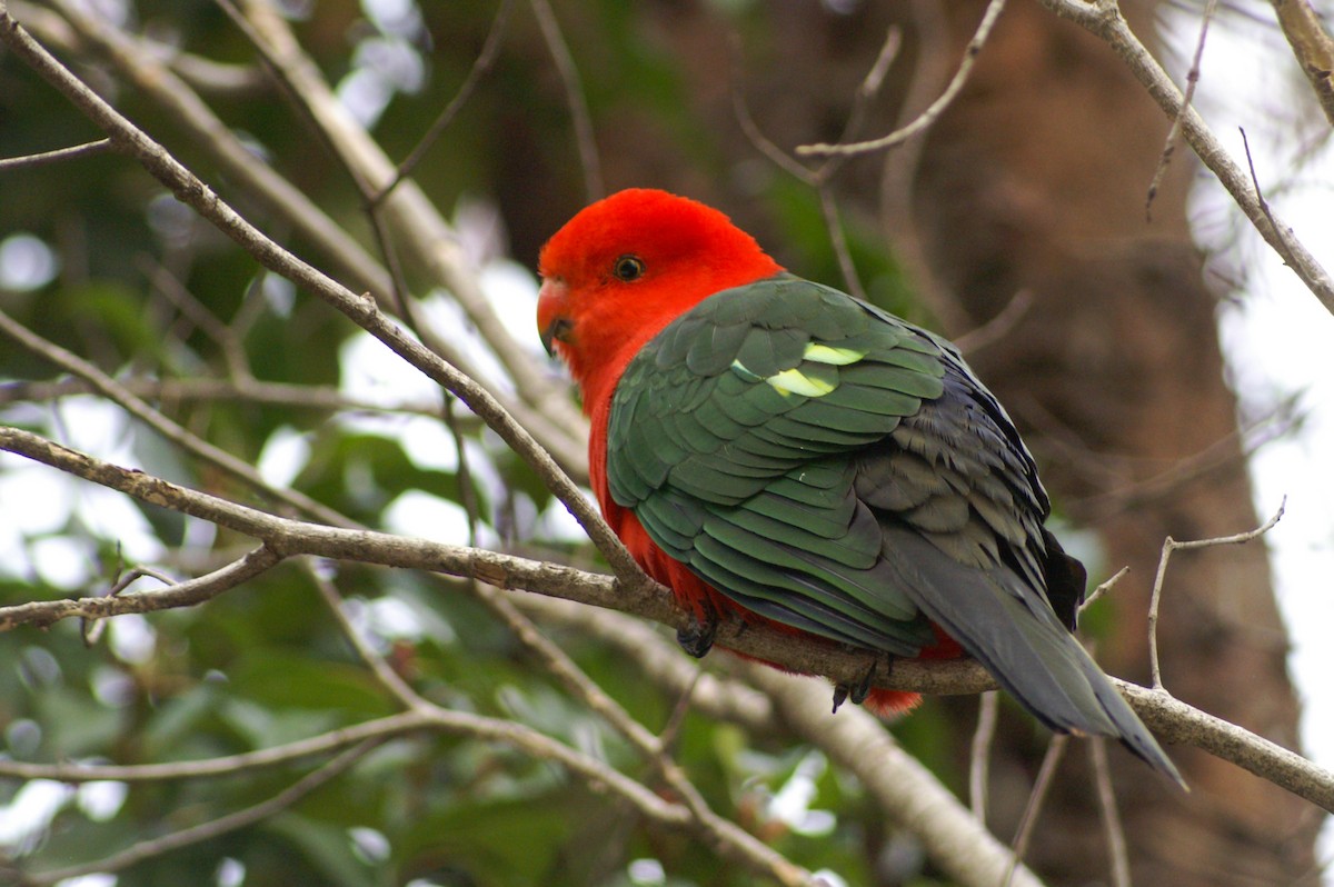 Australian King-Parrot - ML362192111