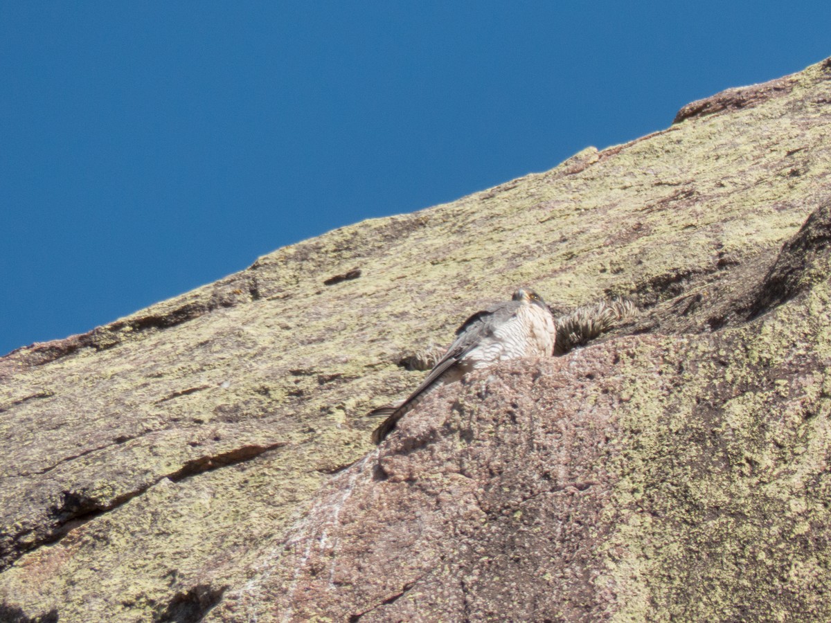 Peregrine Falcon - ML362192511