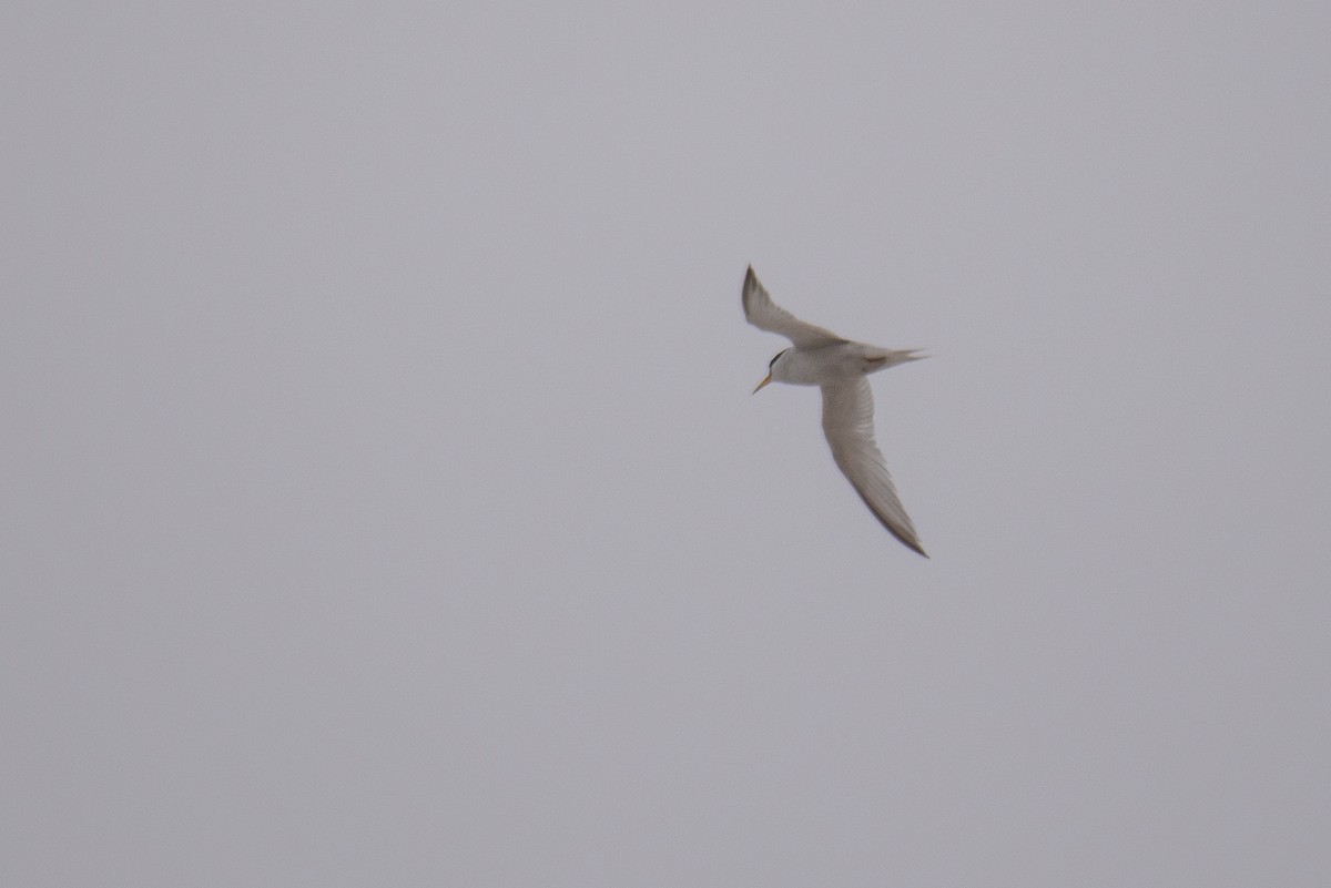 Least Tern - ML362193081