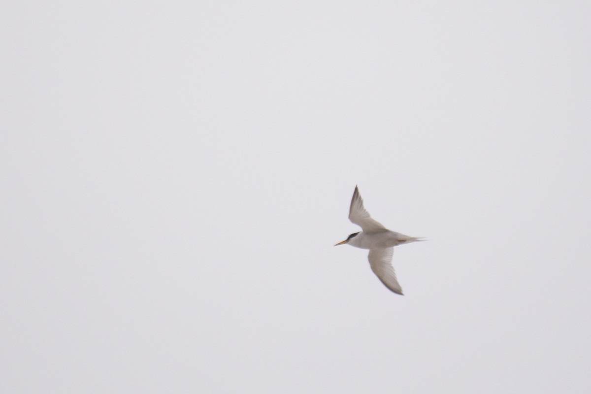 Least Tern - ML362193091