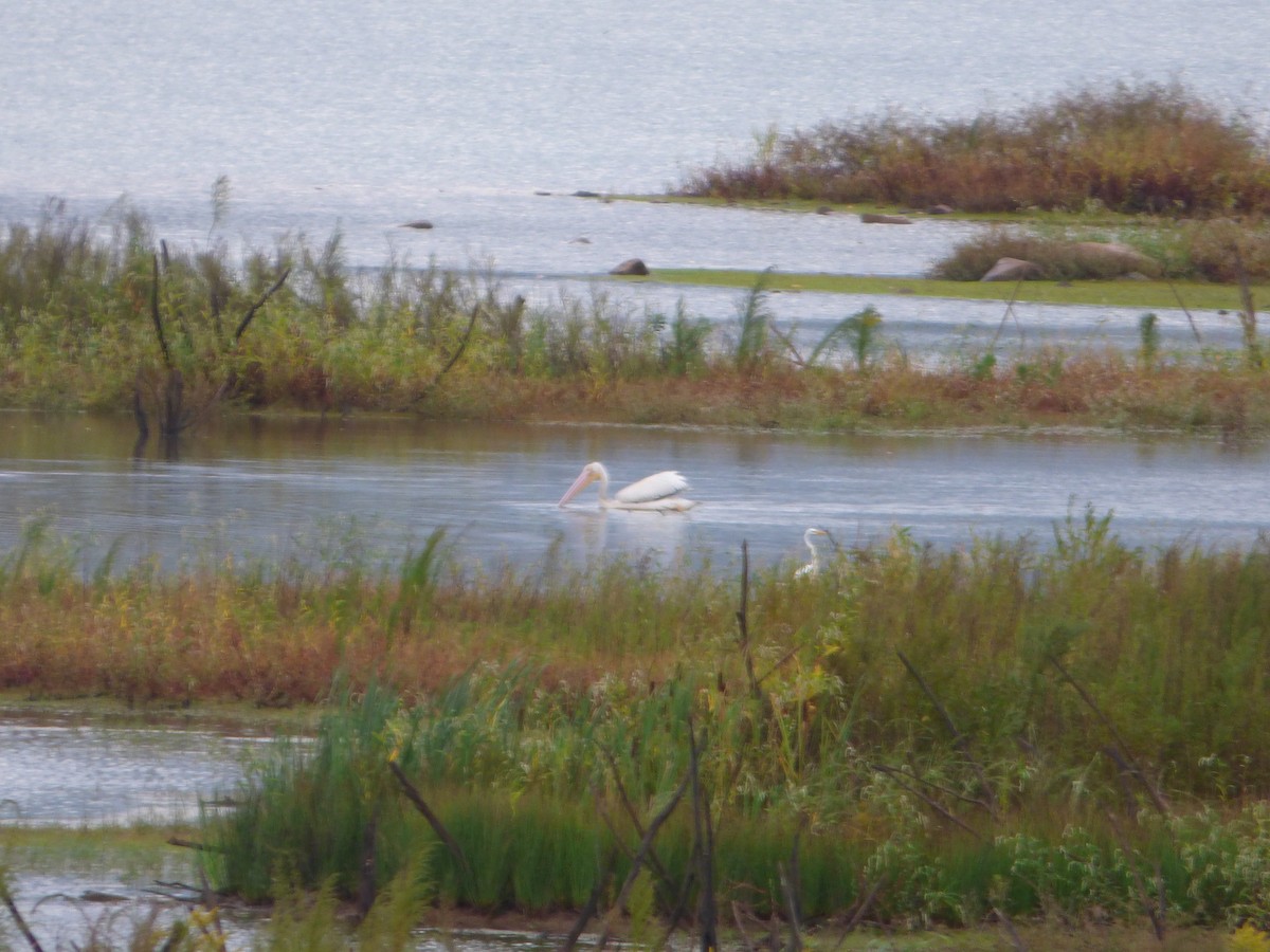 American White Pelican - Scott Byrd