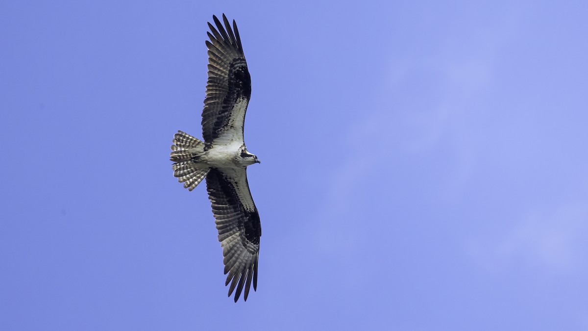 Osprey - ML362193571