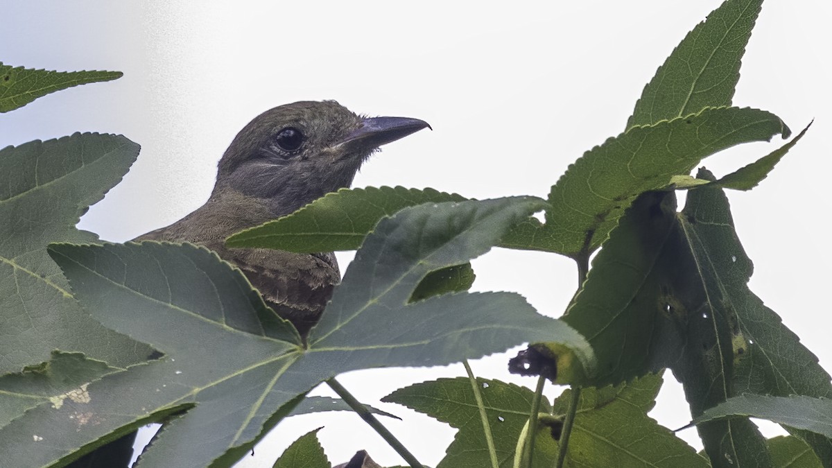 Great Crested Flycatcher - ML362193601