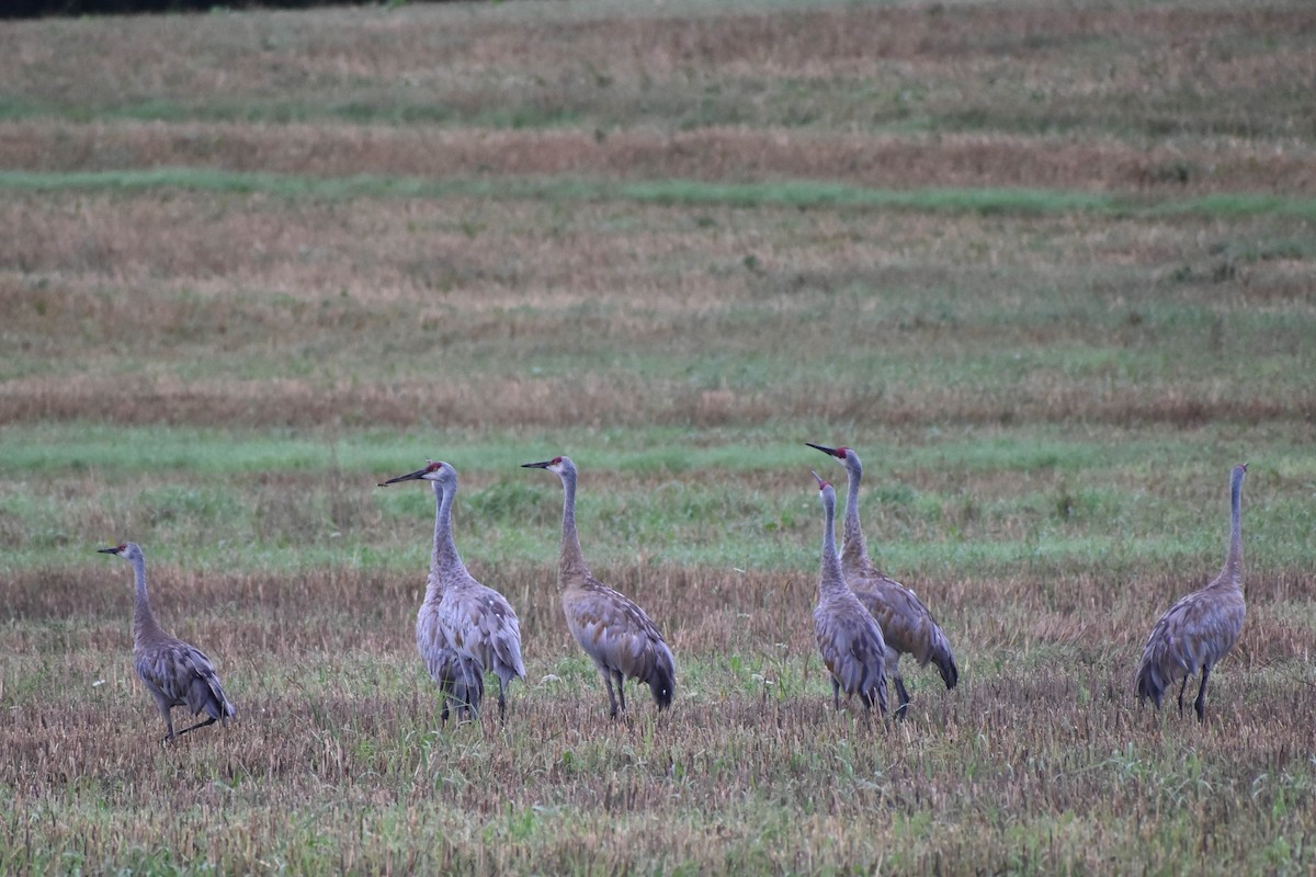 Sandhill Crane - Andrea Heine