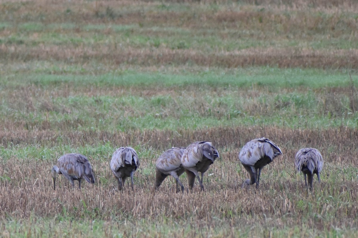 Sandhill Crane - ML362194621