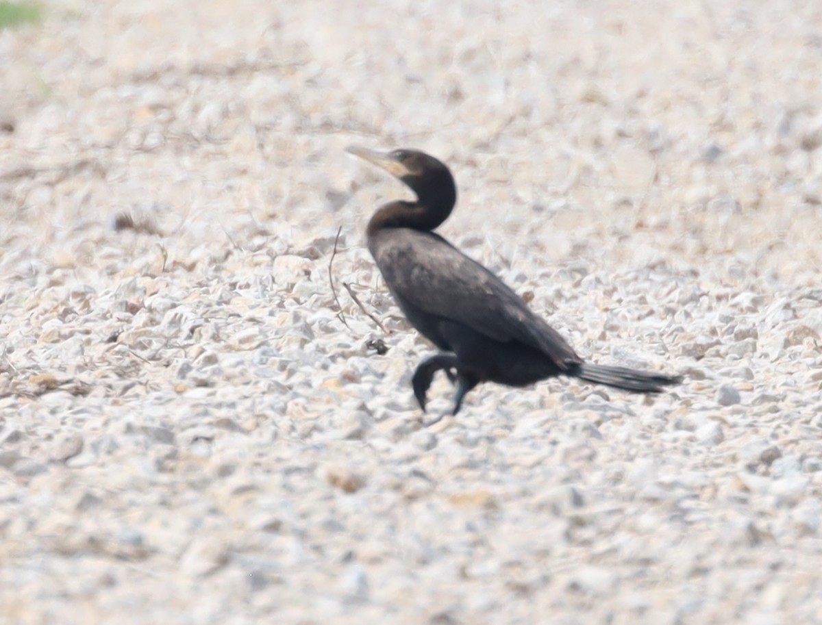 Neotropic Cormorant - ML362195011