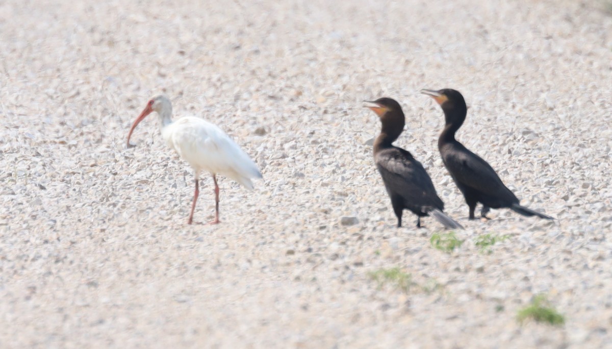 Neotropic Cormorant - ML362195051