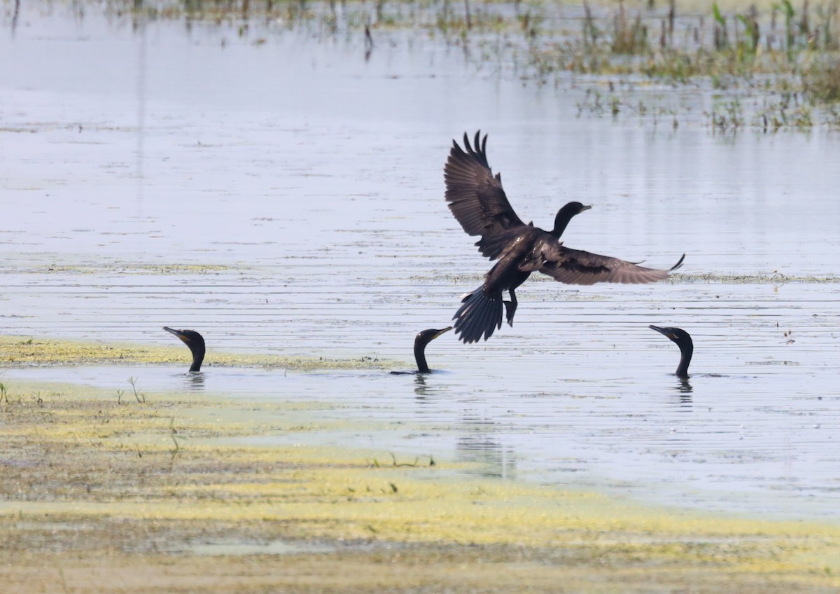 Neotropic Cormorant - ML362195081