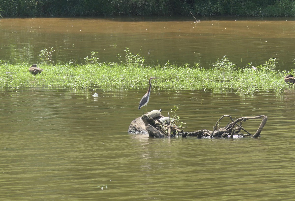 Tricolored Heron - ML362196321