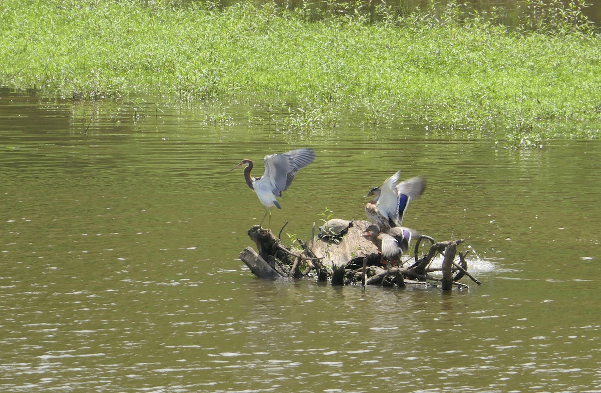 Tricolored Heron - ML362196411