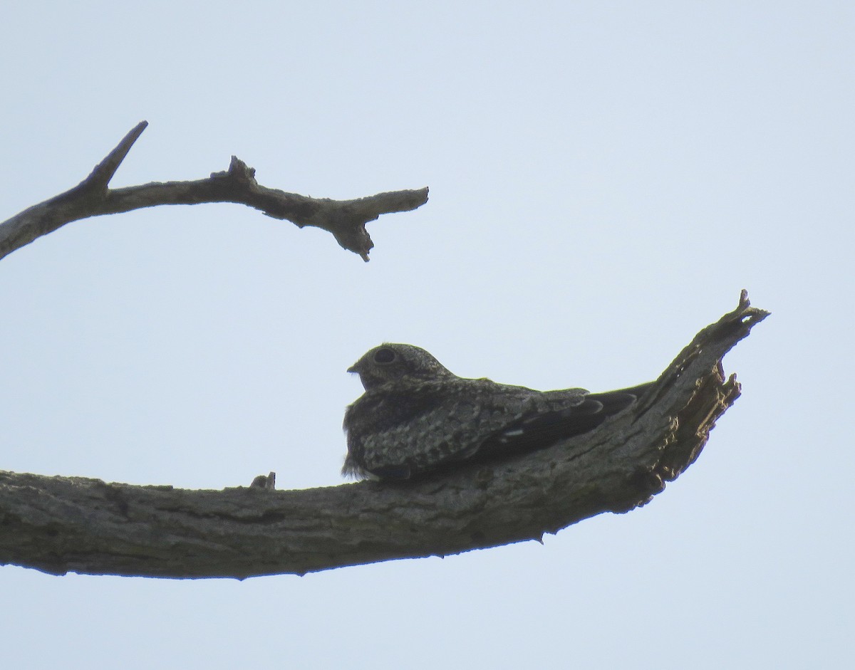 Common Nighthawk - ML362196951