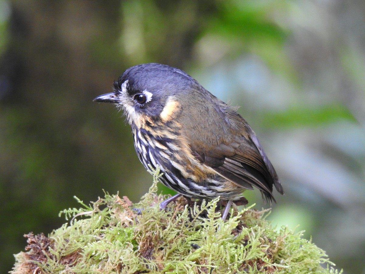 Crescent-faced Antpitta - ML362197051