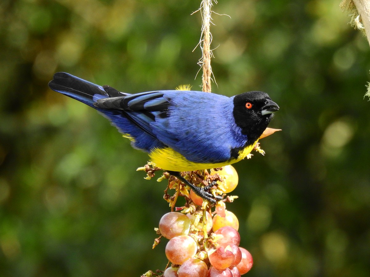 Hooded Mountain Tanager - ML362197141