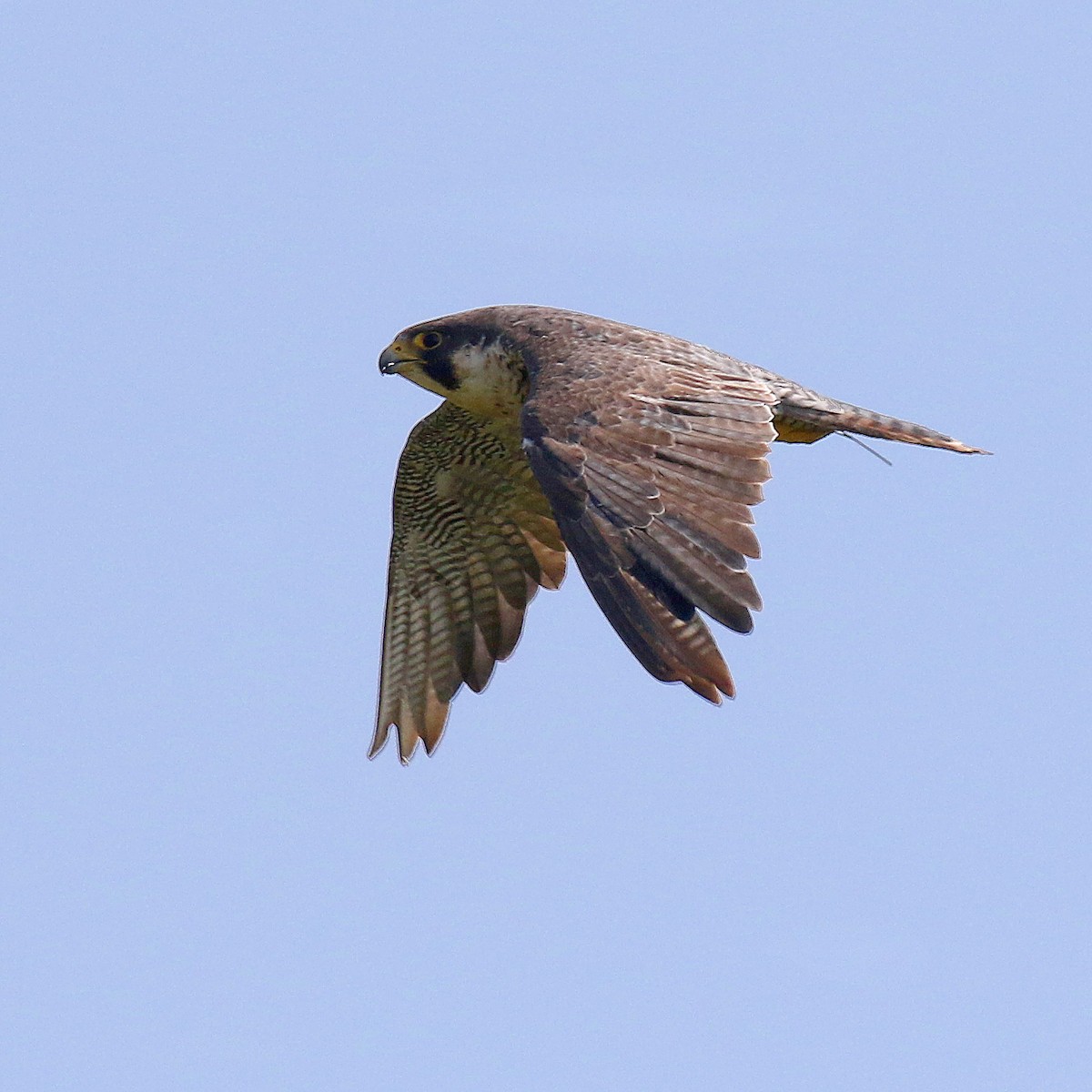 Peregrine Falcon - Jonathan Dowell