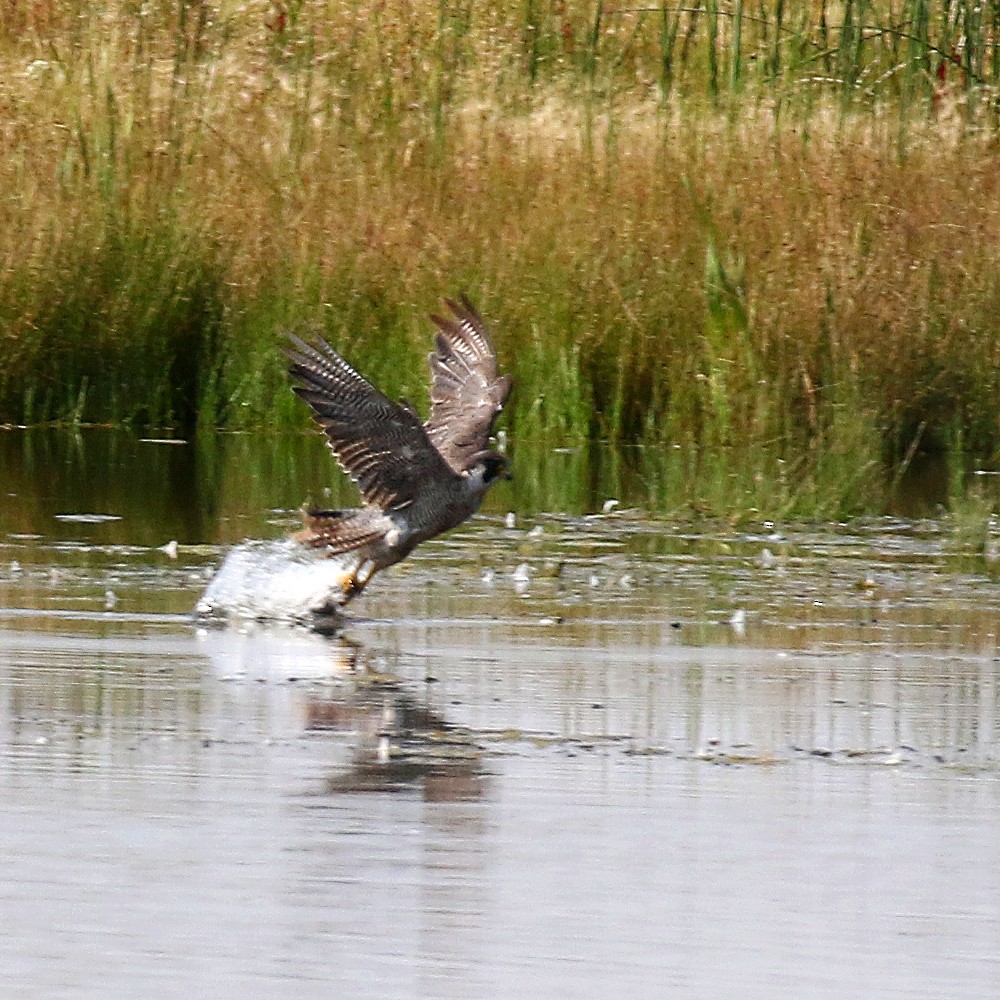 Peregrine Falcon - ML362197351