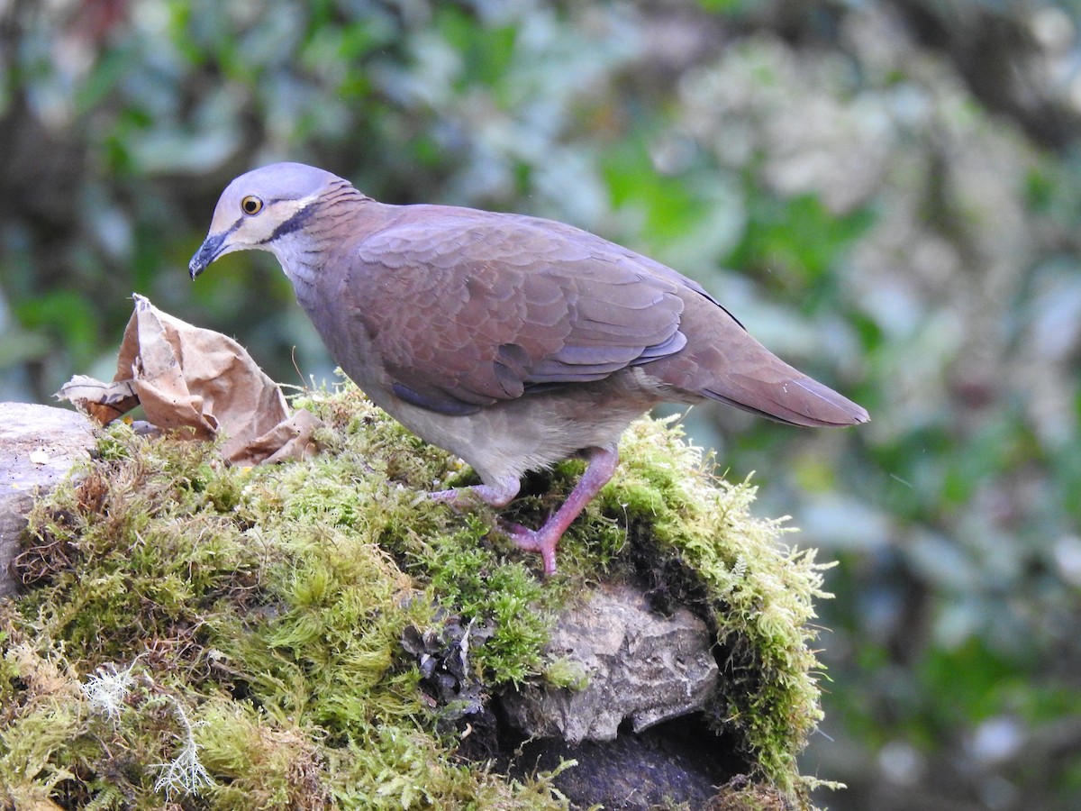 Lined Quail-Dove - ML362197481