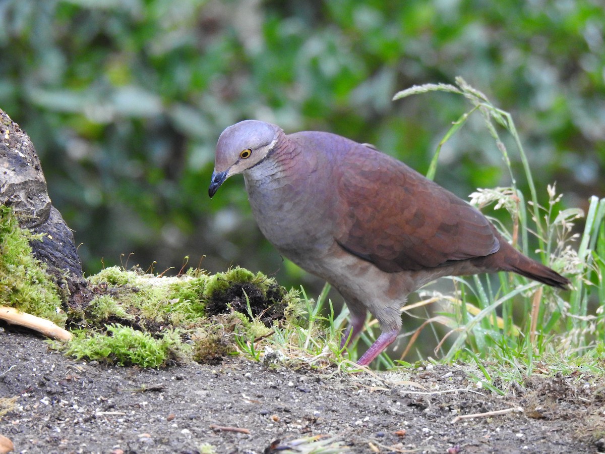 Lined Quail-Dove - ML362197491