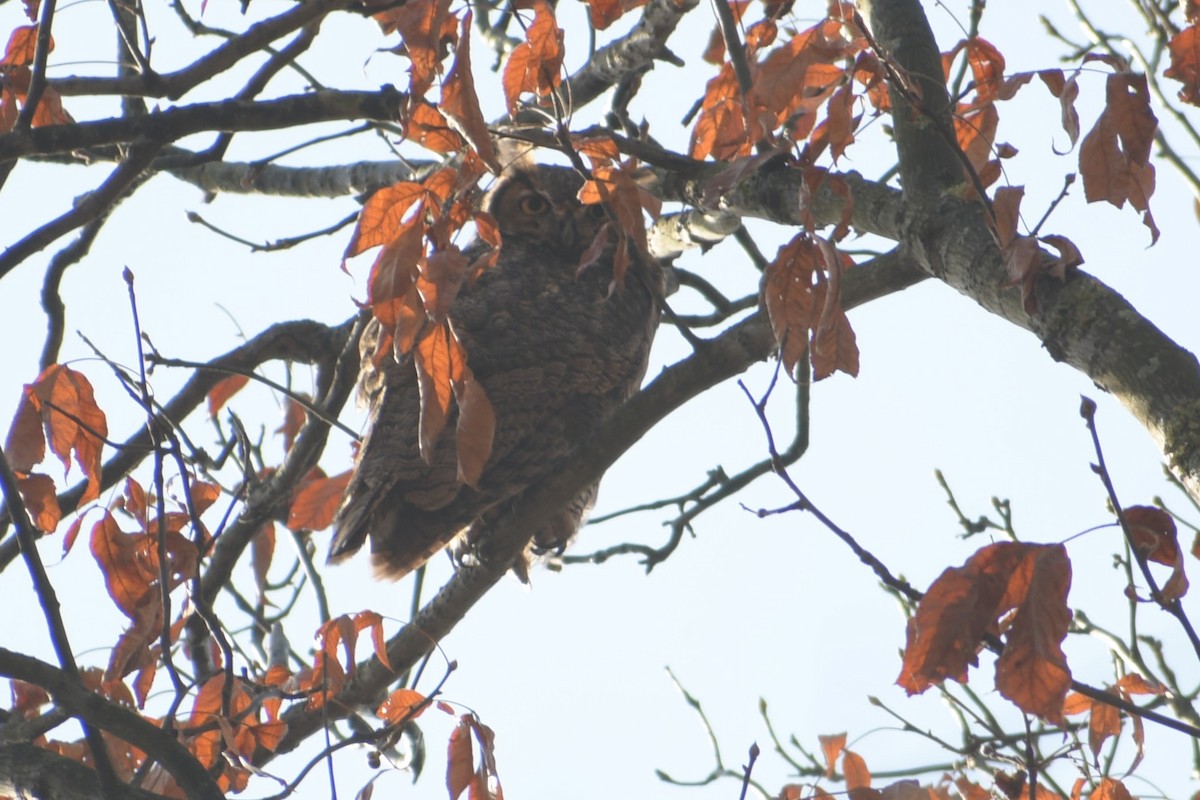 Great Horned Owl - ML362197711