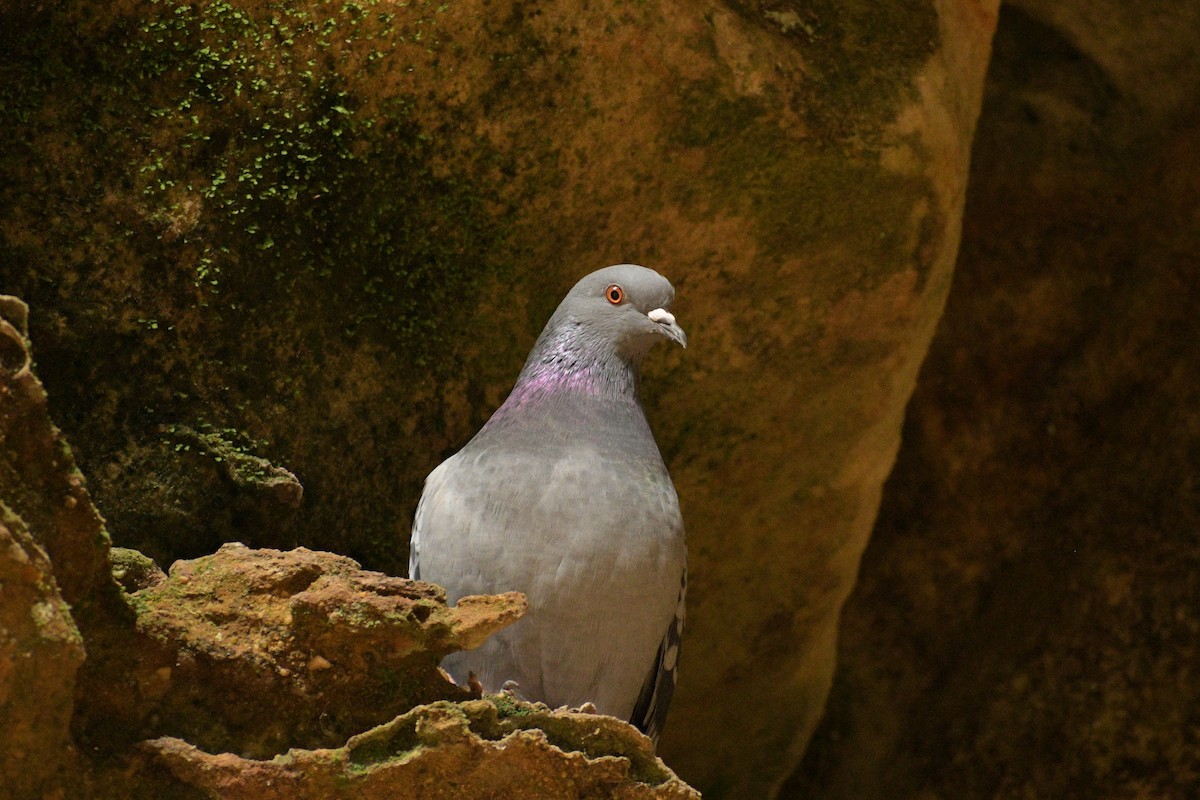 Rock Pigeon (Feral Pigeon) - ML362197791