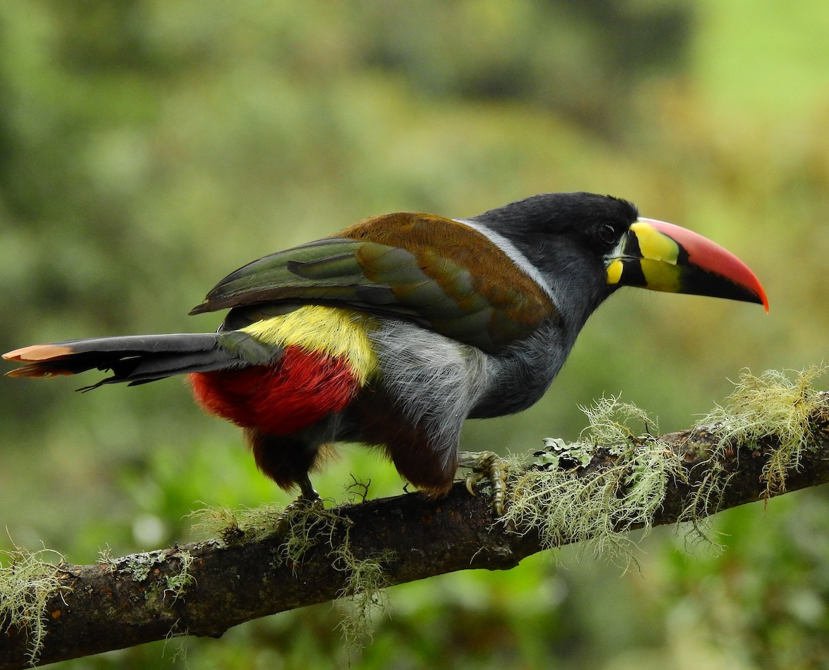 Gray-breasted Mountain-Toucan - Edwin Munera