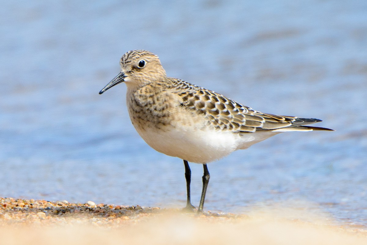 Baird's Sandpiper - Vicki St Germaine