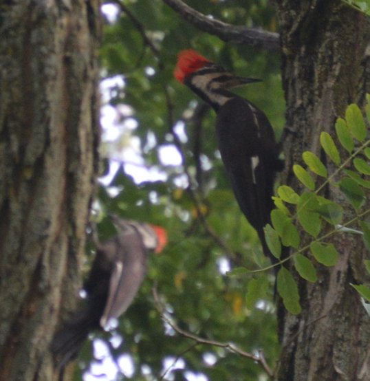 Pileated Woodpecker - ML362198801