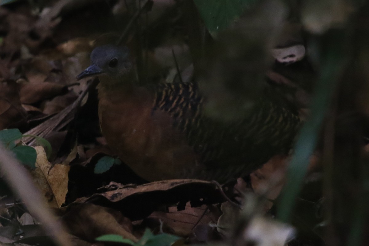 Variegated Tinamou - ML362199581