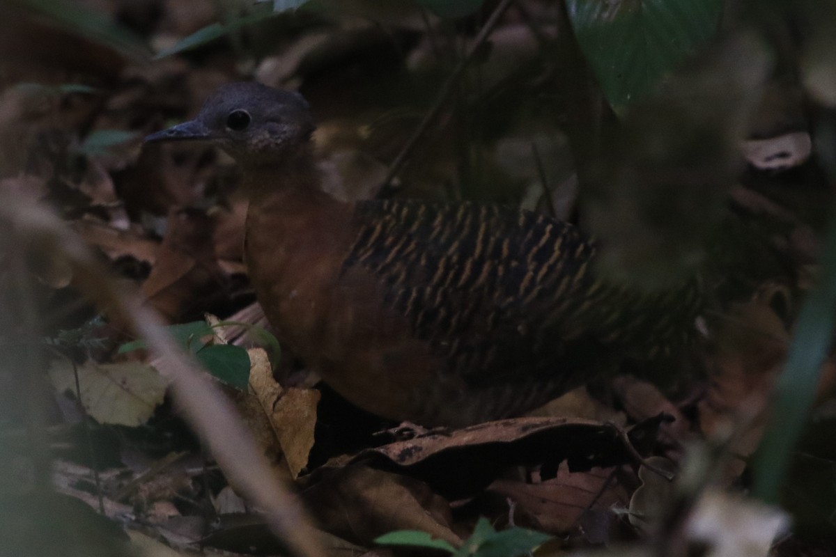 Variegated Tinamou - ML362199591