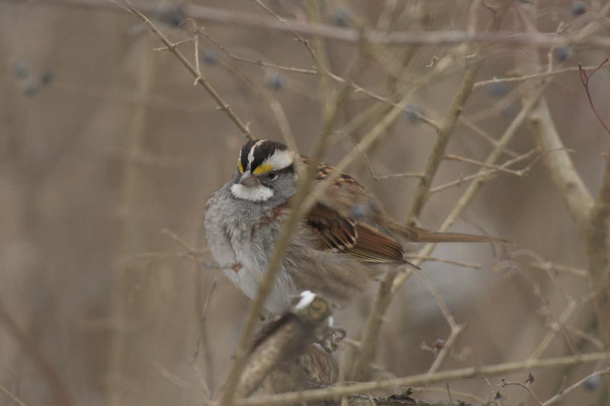 White-throated Sparrow - ML362200641