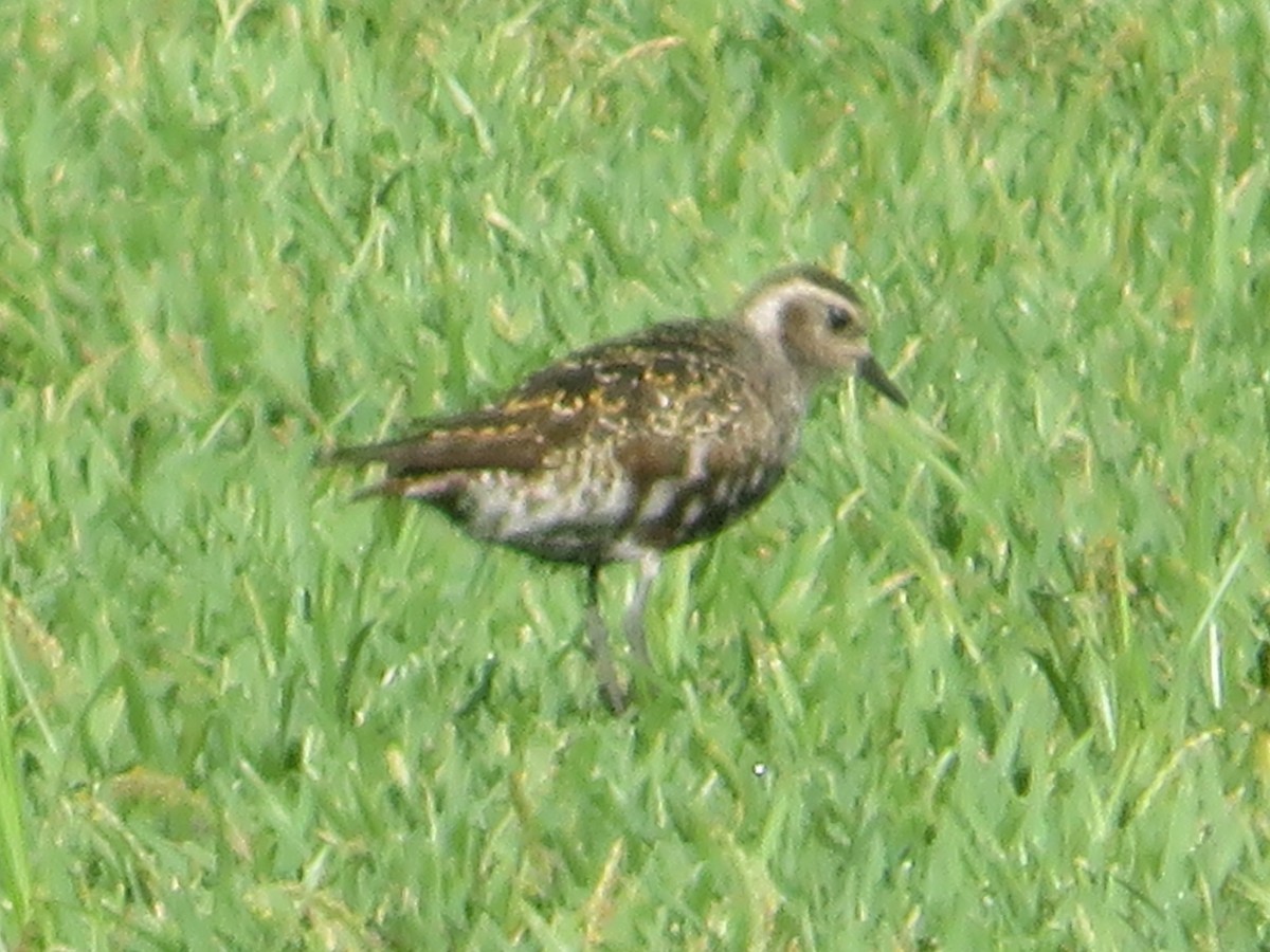 American Golden-Plover - ML362202601