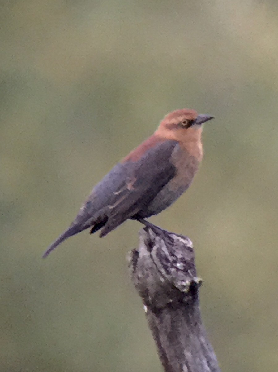 Rusty Blackbird - ML36220291