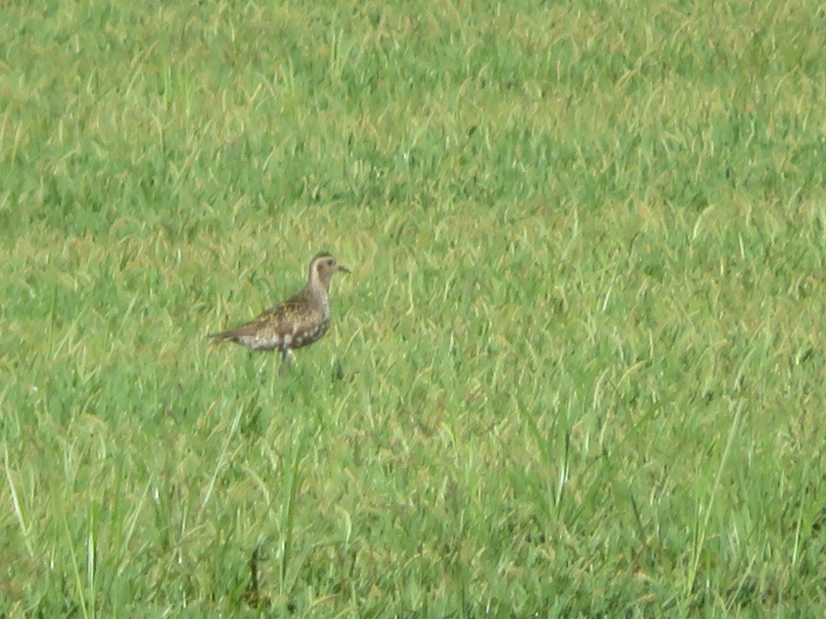 American Golden-Plover - ML362203261