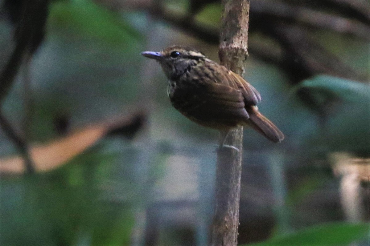 Manicore Warbling-Antbird - Fabio Olmos