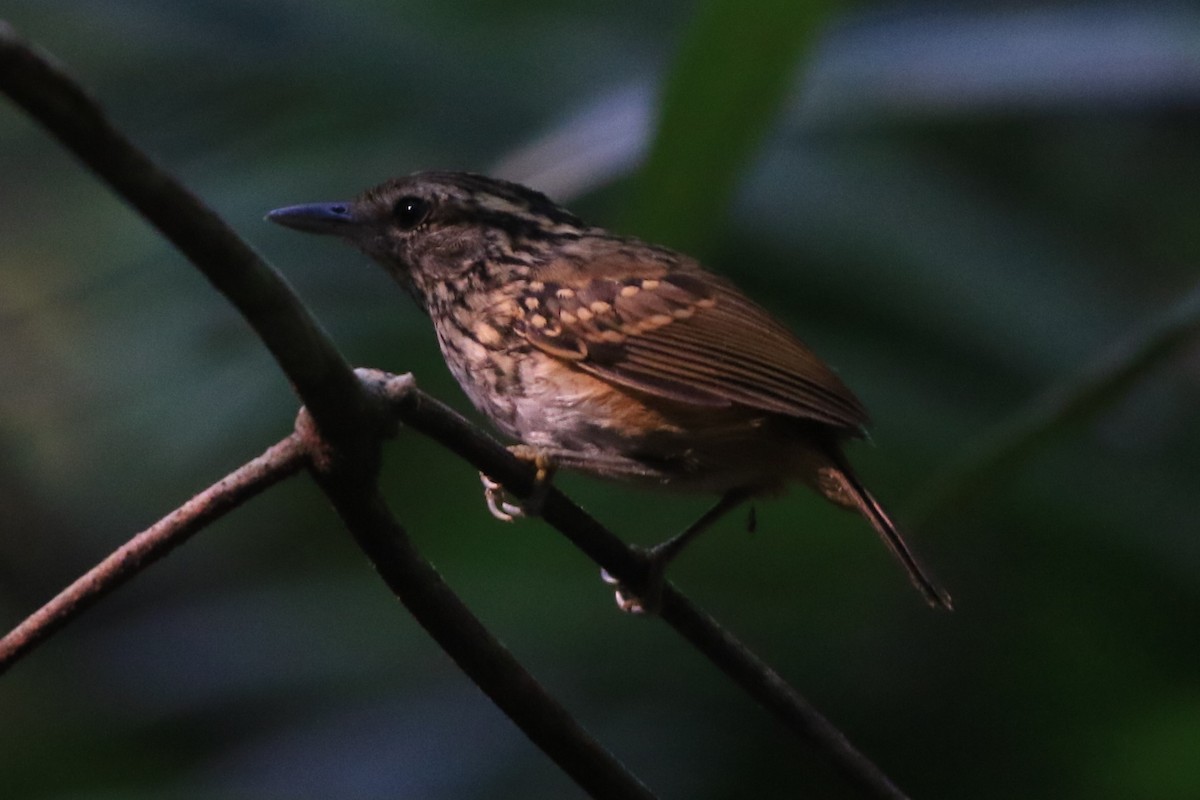 Manicore Warbling-Antbird - Fabio Olmos